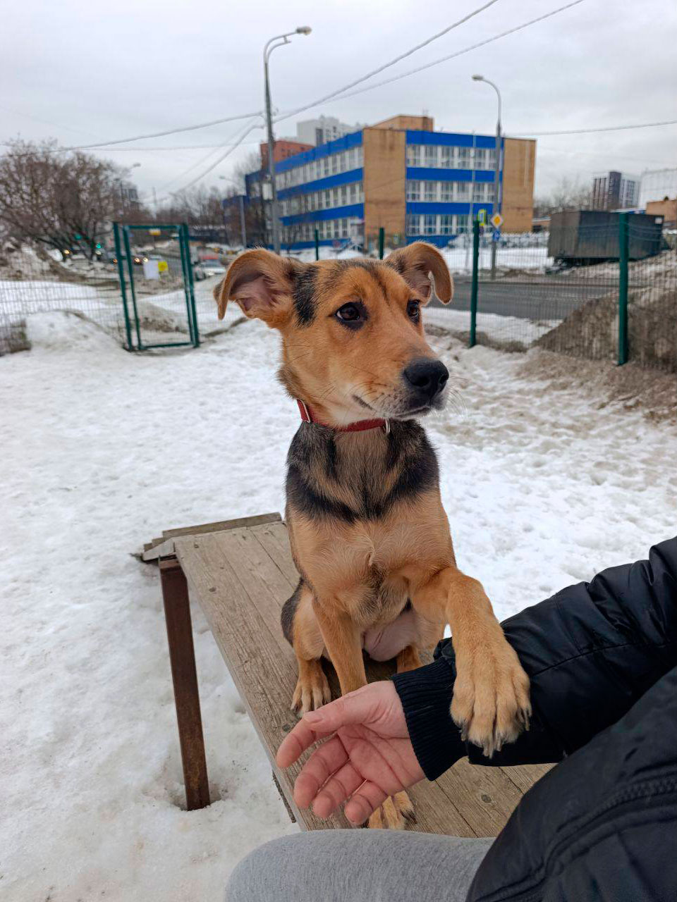 Ириска на площадке возле дома